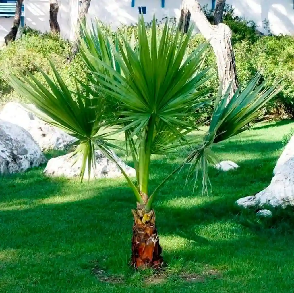 Washingtonia Palm Plant